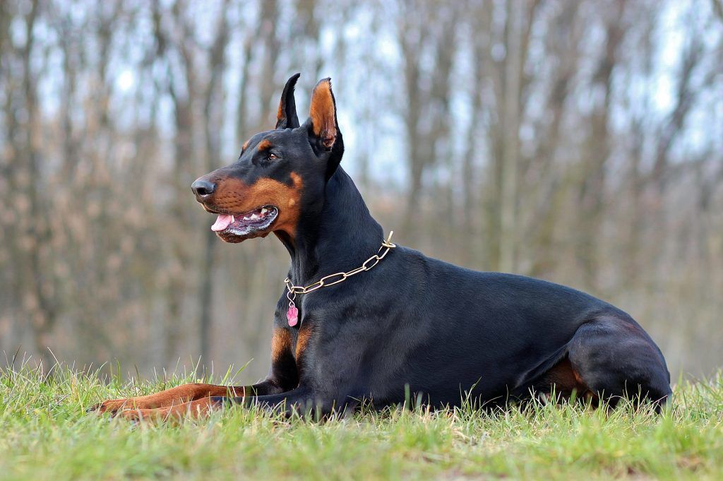 Licencia para animales potencialmente peligrosos (PPP)