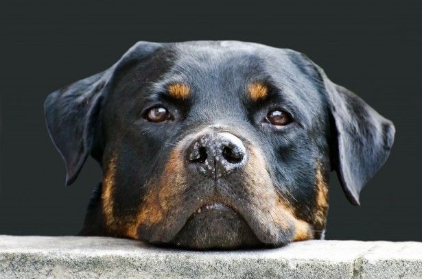 Licencia para animales potencialmente peligrosos (PPP)