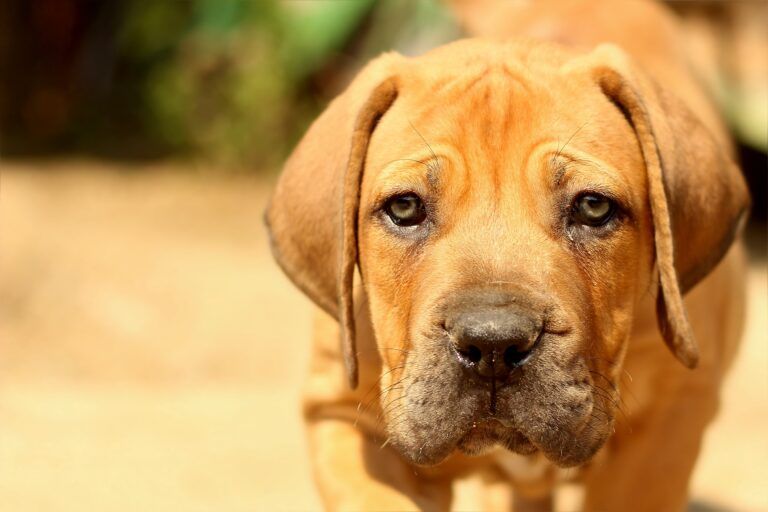 Perro potencialmente peligroso (PPP) en Valencia: Normativa y requisitos legales