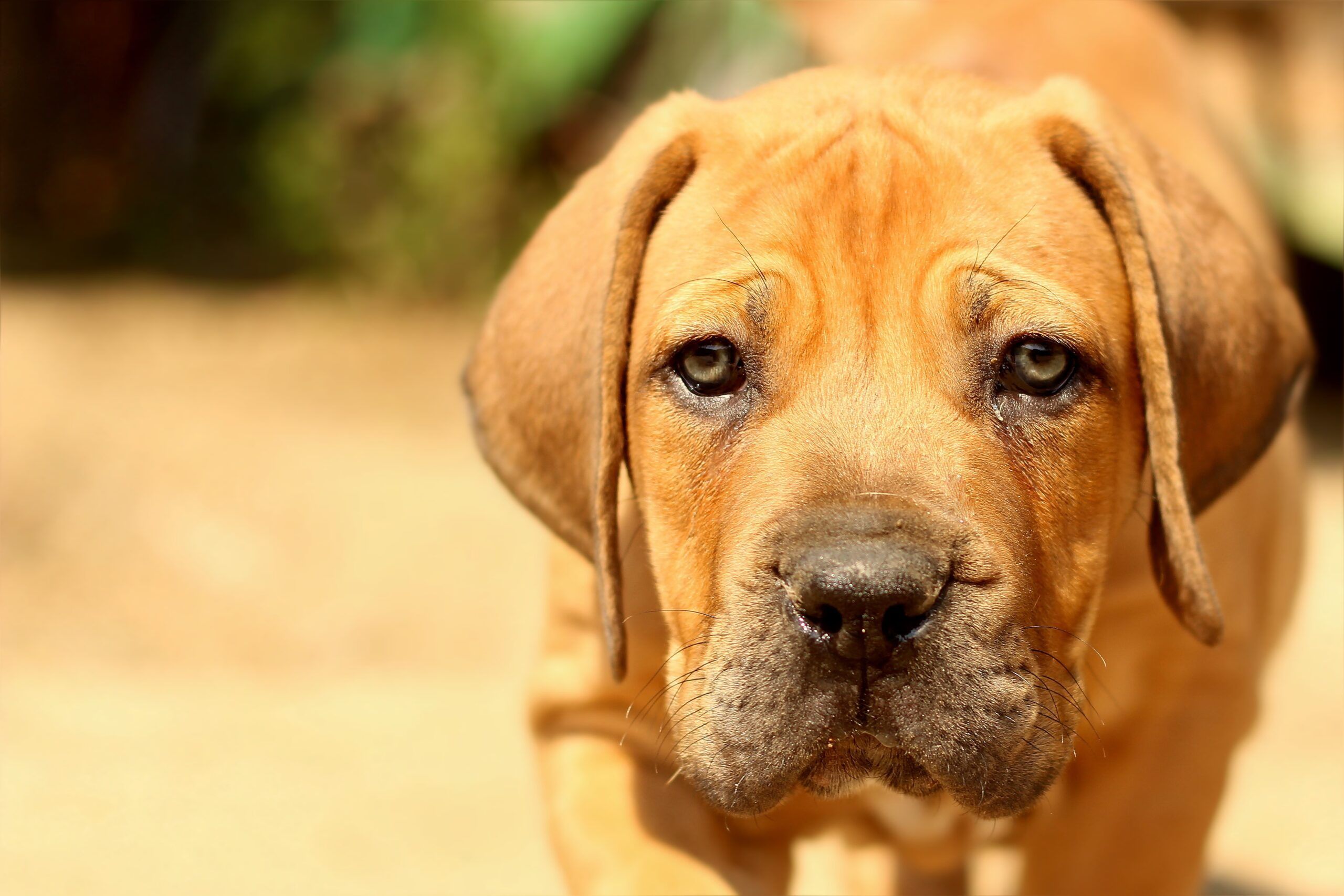 Perro potencialmente peligroso (PPP) en Valencia: Normativa y requisitos legales